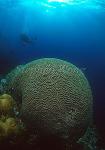 Coral, 123 Brain Coral & Takako