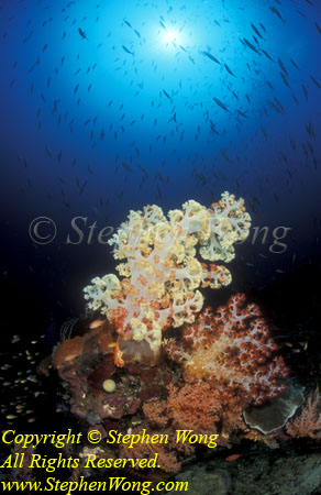 Coral, 144t Soft Coral 01 RA0607 Stephen WONG 010109