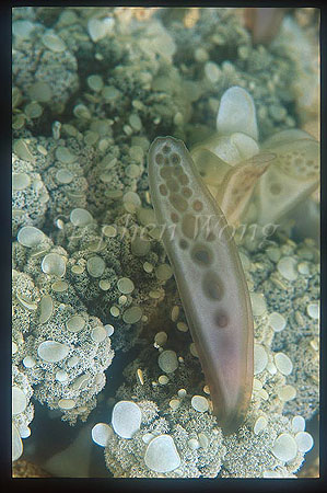 Jellyfish, 01 Upside Down Jellyfish, photosynthesis side