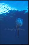 Jellyfish, 02 Norway2000