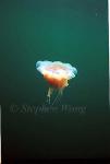 Jellyfish, 03, negative film, Norway2000