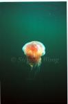 Jellyfish, 04, negative, Norway2000