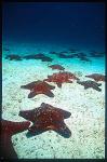 Sea Stars, 103 Crimson Stars, Cocos Island CostaRica1992