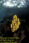 Sponge, 127 & Mangrove RA0607 Stephen WONG 010109