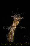 Worm, Bobbit Worm 01tc nightmare for males, Stephen WONG
