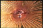 Worm, Feather Duster Worm 01