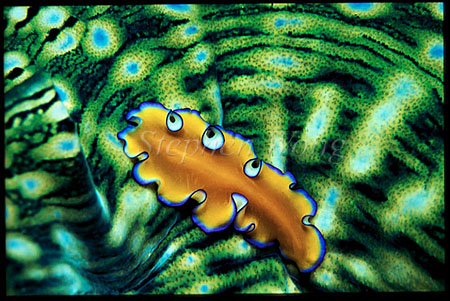 Worm, Pseudoceros Flat Worm 06 on Giant Clam mantle
