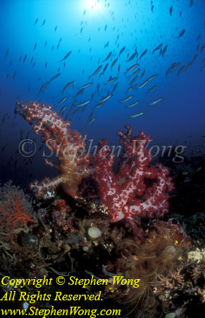 Coral Reef 05t Soft Coral 02 RA0607 Stephen WONG 010109