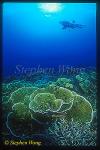 Coral Reef & Takako 02 Solomons2001
