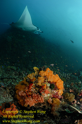 Manta Ray 168 & Soft Coral 120208