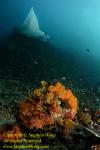 Manta Ray 168 & Soft Coral 120208