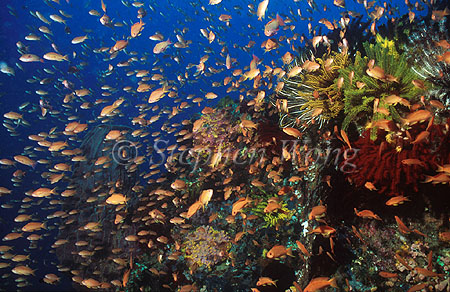 Reef & Anthias 01 VerdeIs Philippines 1992