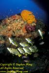 Yellow-ribbon Sweetlips 03c Plectorhinchus polytaenia & Coral Reef RA0607 Stephen WONG 010109