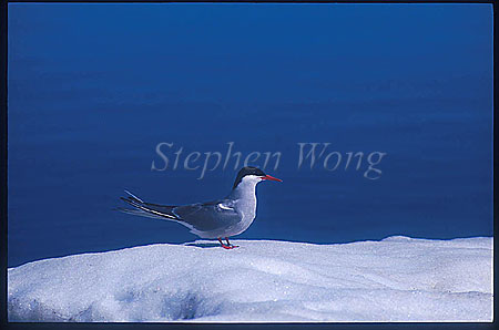 Arctic Tern 01 on Iceberg