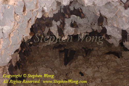 Bat 01 Bats in cave 01 RA0607 Stephen WONG 010109