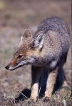 Fox, Grey Fox 02