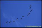 Geese 01 0705