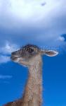Guanaco 03, its name is Luna,an orphan