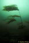 Kelp, Bull Kelp 01, Vancouver Island 11013