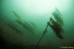 Kelp, Bull Kelp 02, Vancouver Island 110103