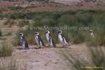 Magellanic Penguins 07 copy