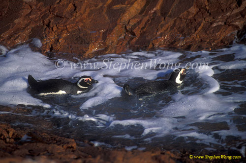 Magellanic Penguins 12 go swimming copy