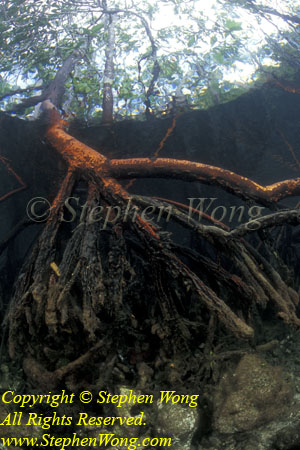 Mangrove 01t RA0607 Stephen WONG 010109