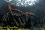 Mangrove 02t RA0607 Stephen WONG 010109
