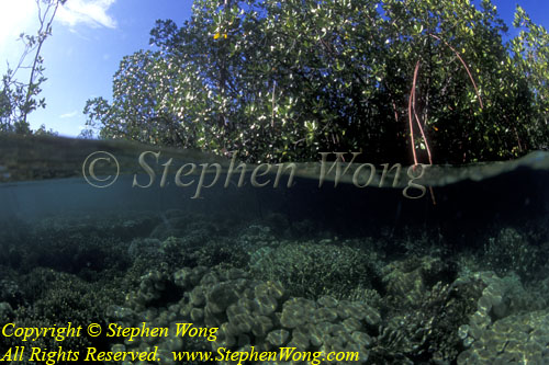 Mangrove 05 Coral RA0607 Stephen WONG 010109