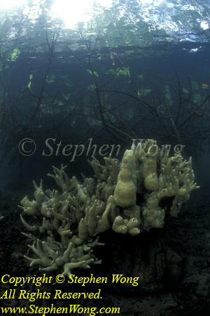 Mangrove 06 & Coral RA0607 Stephen WONG 010109
