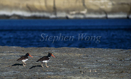Oyster Catchers 01