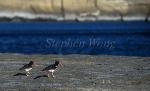 Oyster Catchers 01