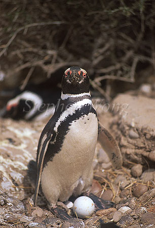 Penguin, Magellanic Penguin 01
