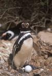 Penguin, Magellanic Penguin 01