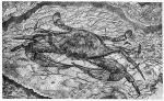 Stephen Wong's 'Crab' etching 1978 01a