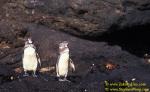 z Galapagos Penguins 01a 110104