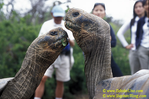 z Tourists & Galapagos Tortoises 01 110104