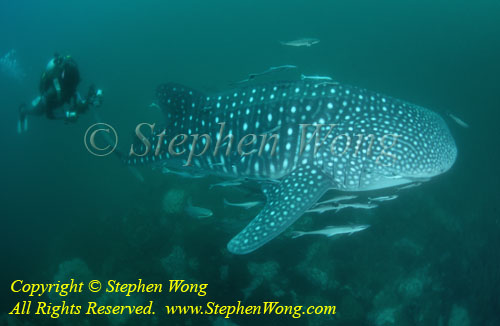 z Whale Shark 01t & diver - Takako Bur0207 Stephen WONG 010109