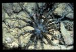 Anemone, 105 Sand Anemone, a subject octopus mimicks, 041003