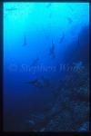 Bottlenosed Dolphin blending in Hammerhead Sharks 01