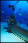 Caribbean Reef Shark 06 shark feeder showing shark's tonic immobility