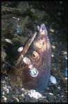 Cleaner Shrimp Servicing, Black-finned Snake Eel 02