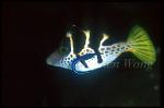 Cleaner Wrasse Servicing, Mimick Filefish 01