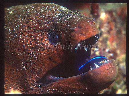 Cleaner Wrasse Servicing, Moray Eel, Yellow-margined 01