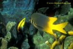Cleaner Wrasse Servicing, Yellow Clearner & Black&Yellow Damsel 01 090106
