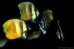 Damselfish, Fire Damsel & Brown Butterflyfish feeding 01 090106