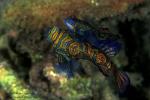 Dragonet, Mating Mandarin Fish 04