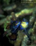 Dragonet, Mating Mandarin Fish 08v