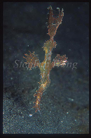 Filamented Ghostpipefish 01 eating a fish (check mouth)