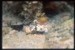 Goby, Sand Goby 01 & parasitic Copepods